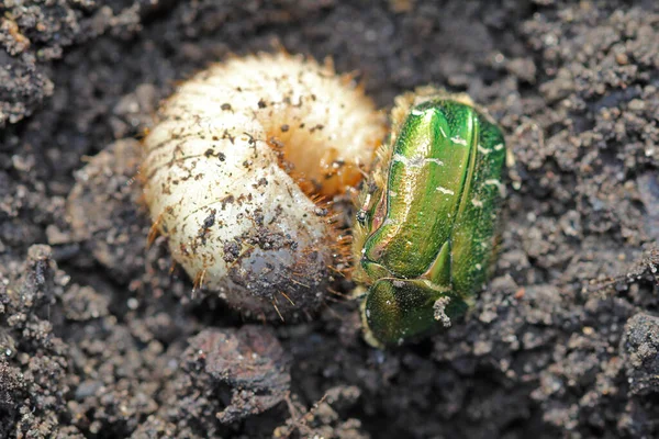 Cambio Generación Escarabajo Rosa Fallecido Larva Joven Marzo —  Fotos de Stock