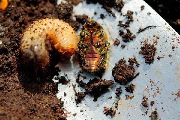 一代变化 已故的玫瑰甲虫和幼龄幼虫在3月份 — 图库照片