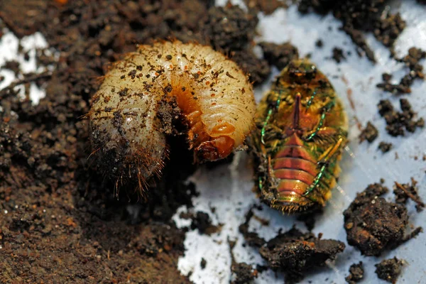 Nesil Değişimi Ölmüş Gül Böceği Mart Ayındaki Genç Larva — Stok fotoğraf
