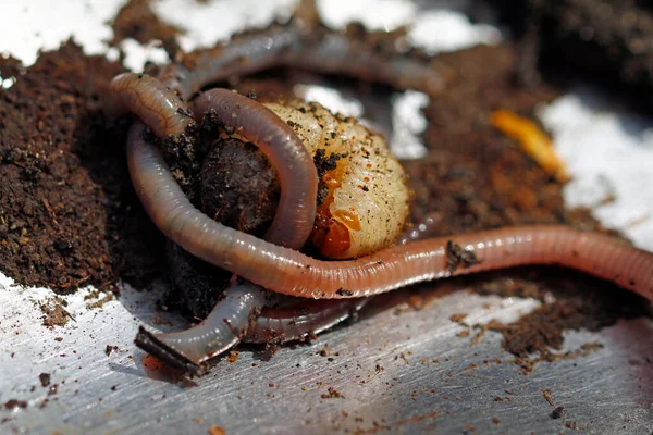 Nesil Değişimi Ölmüş Gül Böceği Mart Ayındaki Genç Larva — Stok fotoğraf