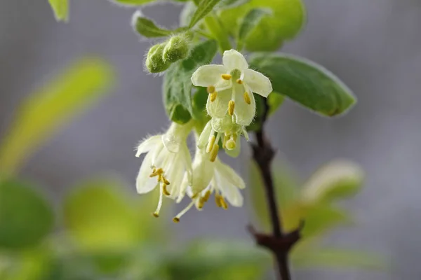 Macro White Flower Siberian Blueberry — Stock Photo, Image