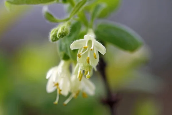 Macro Uma Flor Branca Mirtilo Siberiano — Fotografia de Stock