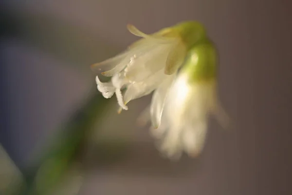 リプサリス バシフェラサンゴのサボテンの芽 — ストック写真