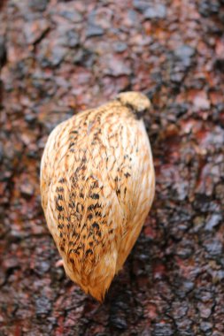 Japonlar ağaç kabuğuna bıldırcın bırakıyor.