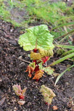 Doğal gübreleme, baharda sebzeli ravent üzerine yayılan gübre.