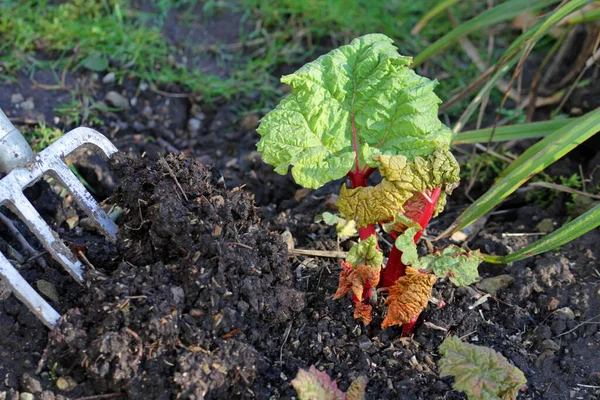 Fertilisation Naturelle Épandage Compost Printemps Sur Rhubarbe Végétale — Photo