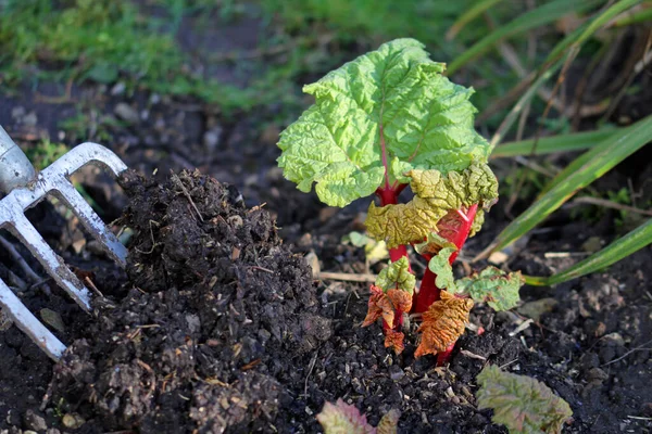 Naturalne Nawożenie Kompost Rozprowadzany Wiosną Rabarbacie Warzywnej — Zdjęcie stockowe