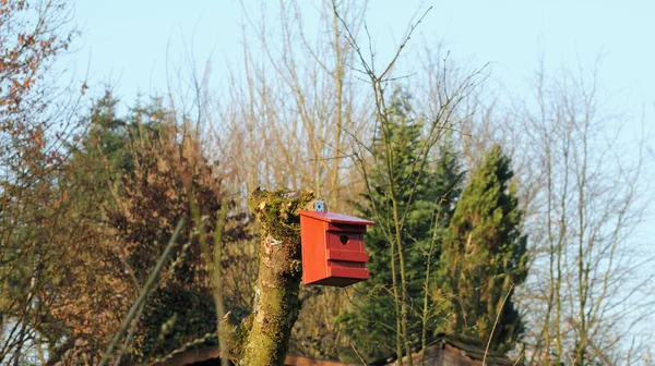 スウェーデンの赤い巣箱の木 — ストック写真