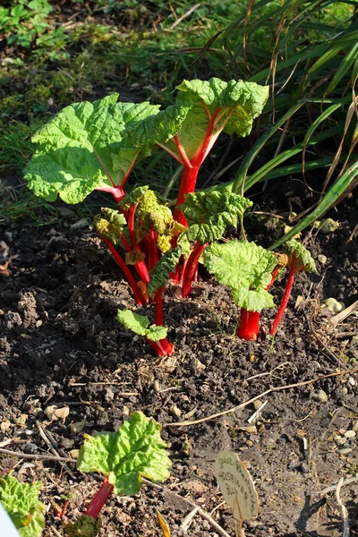 Natural Fertilisation Spread Compost Spring Vegetable Rhubarb — Stock Photo, Image