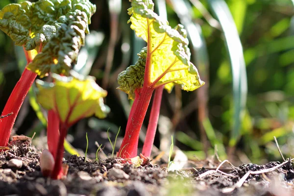 Természetes Megtermékenyítés Tavasszal Növényi Rebarbarbara Szórása — Stock Fotó