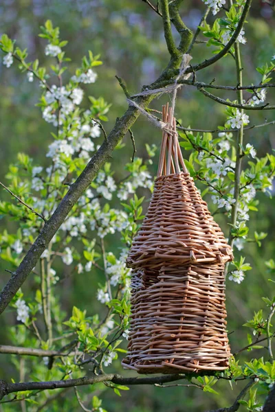 Vrba Koš Ptačí Dům Stromě — Stock fotografie