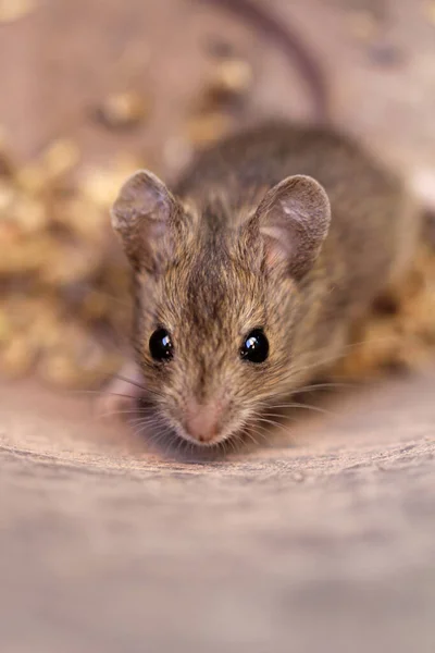 Close Forest Mouse — Stock Photo, Image