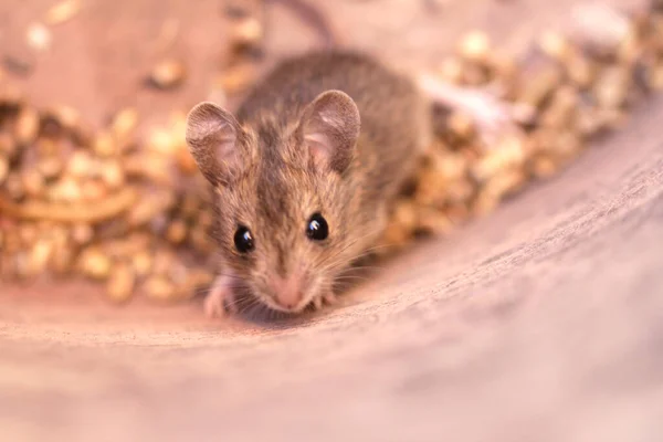 Close Forest Mouse — Stock Photo, Image