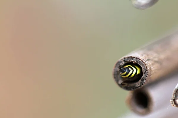 Macro Macro Wild Bee — Stock Photo, Image