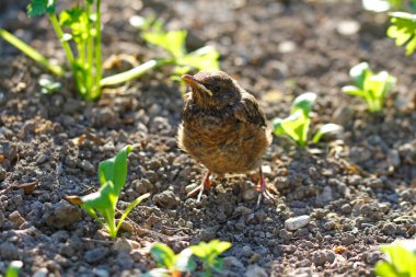 Turdus Merula, Bahçedeki genç karatavuk