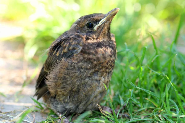 庭の若い黒鳥 トルドゥス メルーラ — ストック写真