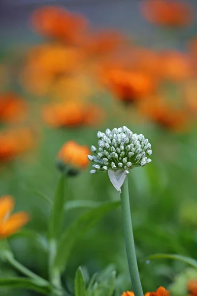 7月のオニオン花とマリゴールズ — ストック写真