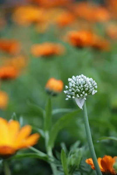 7月のオニオン花とマリゴールズ — ストック写真