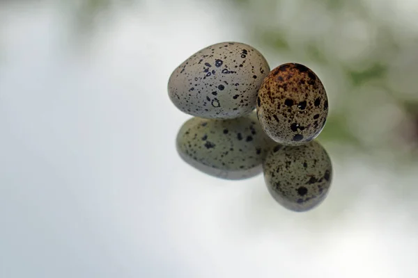 Aynada Bıldırcın Yumurtası — Stok fotoğraf
