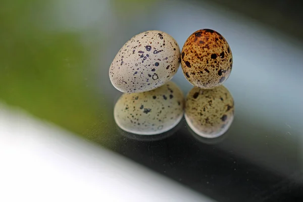Aynada Bıldırcın Yumurtası — Stok fotoğraf