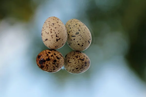 Quail Eggs Mirror — Stock Photo, Image
