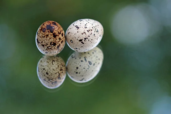 Quail Eggs Mirror — Stock Photo, Image