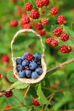 Antioxidant, blueberries in habit clipart