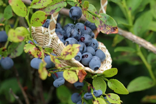 Antioxidant Blueberries Habit — Stock Photo, Image