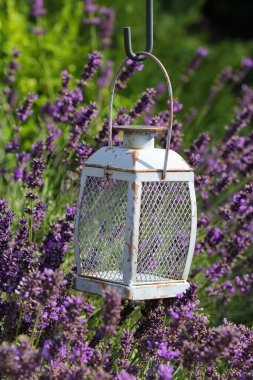 Bahçede lavanta ve fener