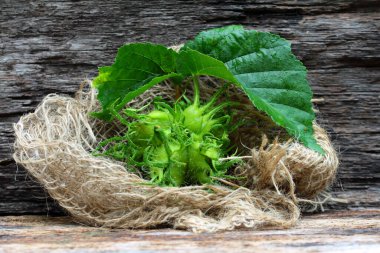 ağaç fındığı, corylus colurna,