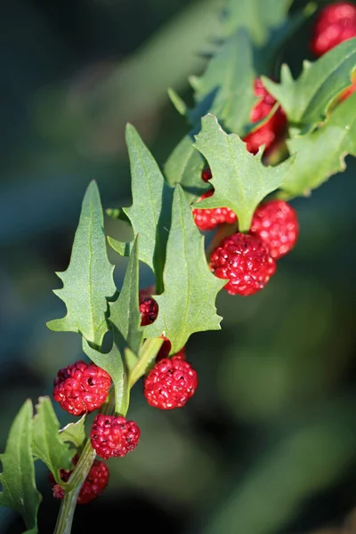 Macro Strawberry Spinach — Stock Photo, Image