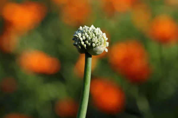 Temmuz Soğan Çiçeği Kadife Çiçeği — Stok fotoğraf
