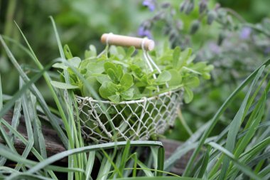  Portulaca oleracea, sebze purslane.