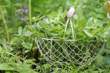  Portulaca oleracea, sebze purslane.