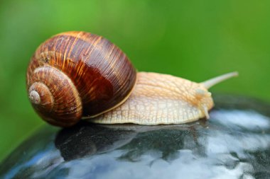 Genç üzüm bağı salyangozu biyoloji bahçesine