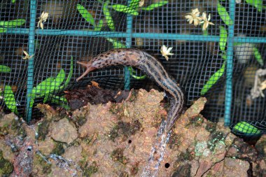 Kaplan salyangoz, biyoloji bahçesinde limax maksimum güç.