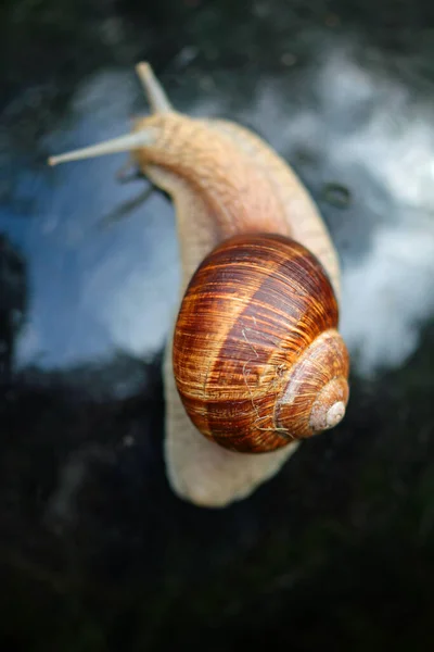 Young Vineyard Snail Bio Garden — Stock Photo, Image