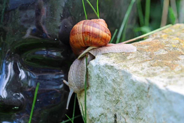 年轻的葡萄园蜗牛爬进了生物花园 — 图库照片