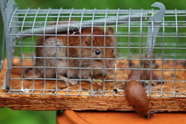 Kırmızı tarla faresi ve çıplak hayvan kafes kapanında.