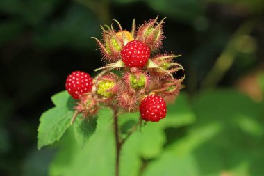 Japon üzümü, rubus phoenicolasius