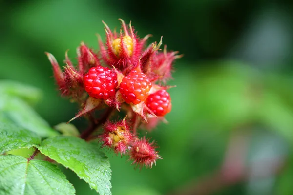 Baie Raisin Japonaise Rubus Phoenicolasius — Photo