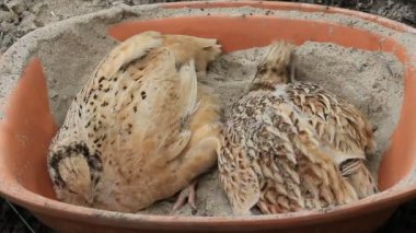 Bıldırcınlar kum banyosunda