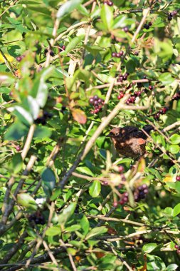 Genç karatavuk böğürtlenlerle besleniyor.