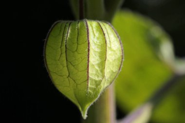  Physalis, Mesane, kiraz çiçeği. Aşağıda görünüyor.