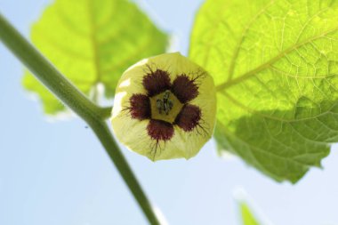  Physalis, Mesane, kiraz çiçeği. Aşağıda görünüyor.