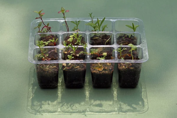 Seedlings Greenhouse — Stock Photo, Image