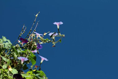 Muhteşem rüzgarlar mavi gökyüzünün önünde çiçek açıyor.