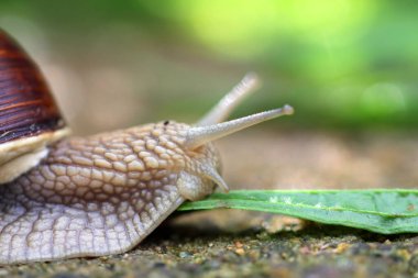 Üzüm bağı salyangozu, sapı saplı makro fotoğraf