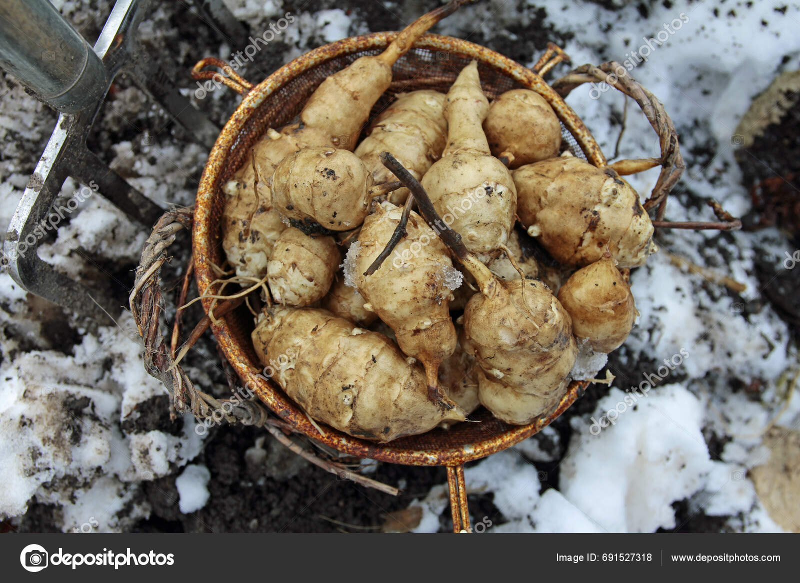 Harvesting Jerusalem Artichokes Winter Digging Fork Stock Photo by