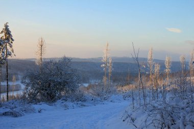 Kundaklamadan sonra Aralık 2023 'te Velmerstot' ta bir çiçek.